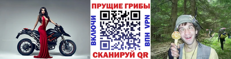 купить Павловская Псилоцибиновые грибы Cubensis